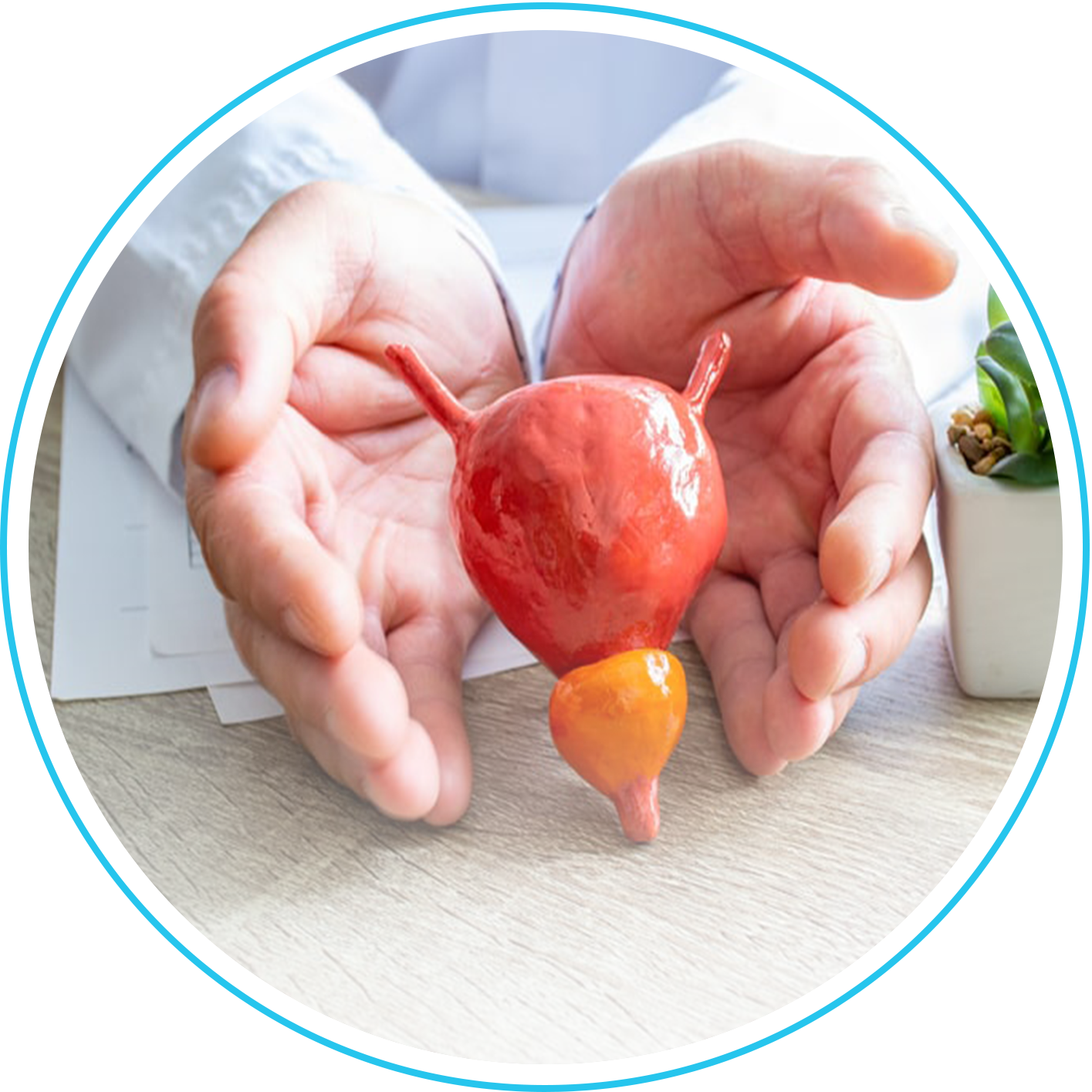 البروستاتا